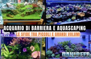 Acquario piccolo o grande? Differenze, stabilità e difficoltà Acquario di barriera