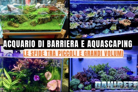 Acquario piccolo o grande? Differenze, stabilità e difficoltà Acquario di barriera