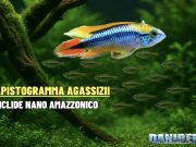 Apistogramma agassizii: guida ad allevamento e riproduzione Apistogramma agassizii