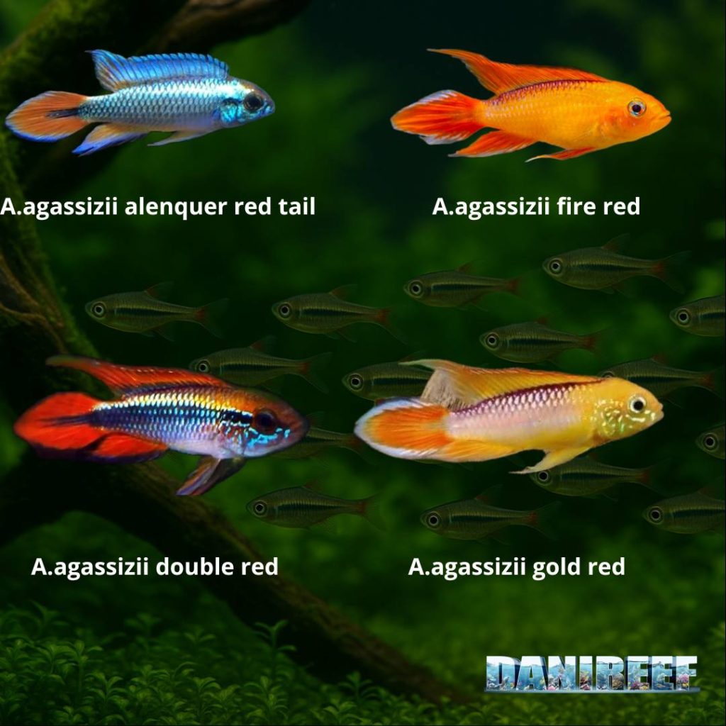 Apistogramma agassizii