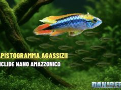 Apistogramma agassizii: guida ad allevamento e riproduzione Apistogramma agassizii