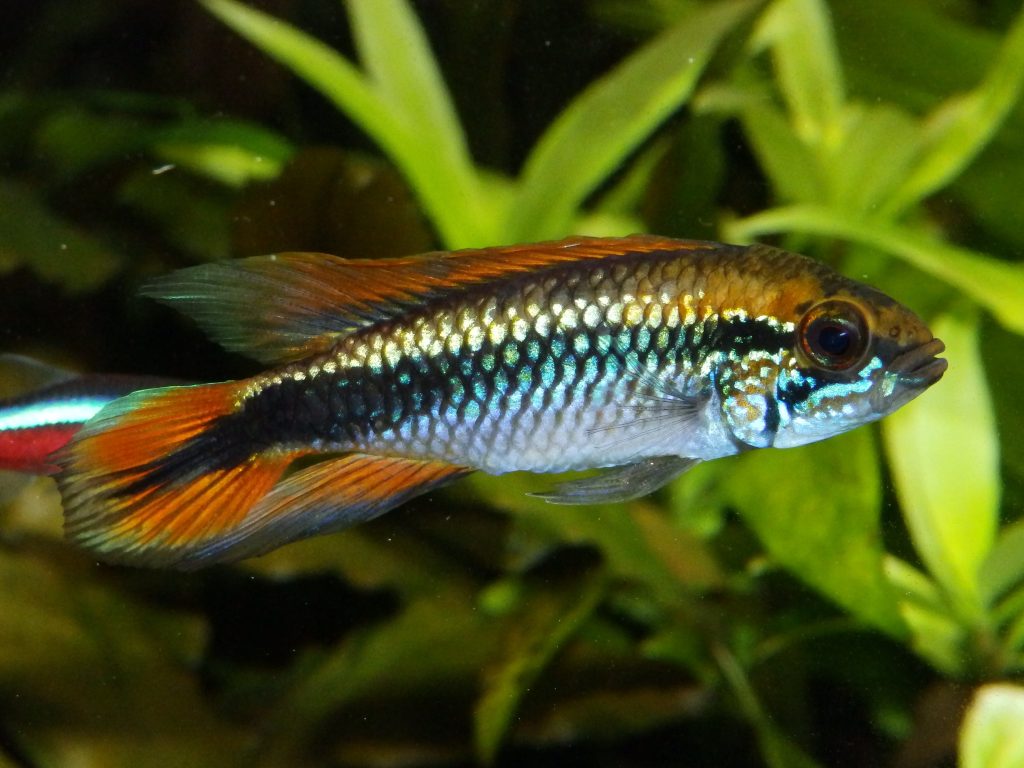 Apistogramma agassizii – Foto: Cisamarc, Wikimedia Commons (CC BY-SA 3.0)