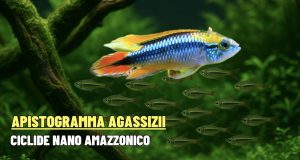 Apistogramma agassizii: guida ad allevamento e riproduzione Apistogramma agassizii