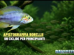 Apistogramma borellii: la guida del ciclide nano sudamericano Apistogramma borellii