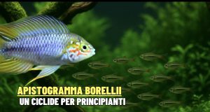Apistogramma borellii: la guida del ciclide nano sudamericano Apistogramma borellii