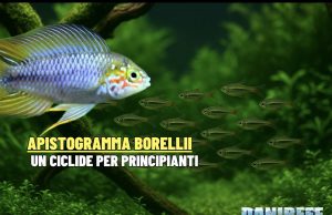 Apistogramma borellii: la guida del ciclide nano sudamericano Apistogramma borellii
