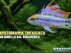 Apistogramma trifasciata: Guida all’allevamento e riproduzione Apistogramma trifasciata
