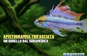 Apistogramma trifasciata: Guida all’allevamento e riproduzione Apistogramma trifasciata