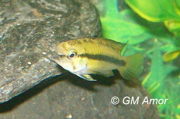 Apistogramma trifasciata (femmina) – Foto: GMAmor, Wikimedia Commons (CC BY-SA 3.0)
