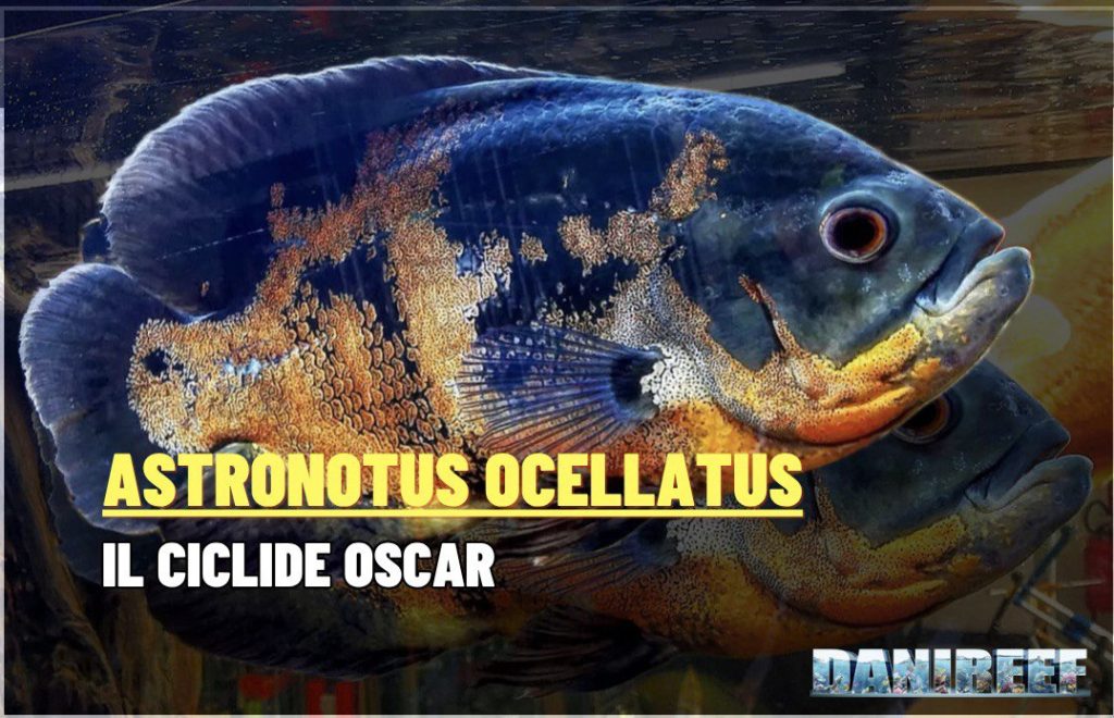 Ciclide Oscar (Astronotus ocellatus) in primo piano, livrea arancio su fondo scuro