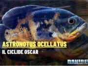 Astronotus ocellatus – Il ciclide Oscar: intelligenza colori carattere