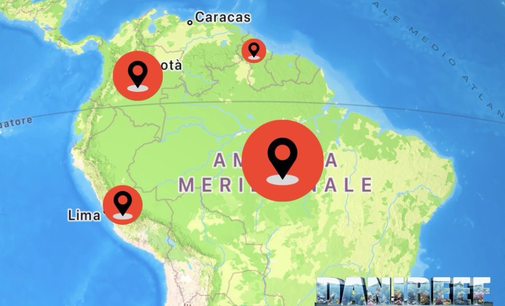 Astronotus ocellatus