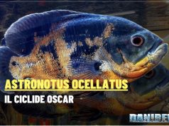 Astronotus ocellatus – Il ciclide Oscar: intelligenza colori carattere