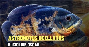 Astronotus ocellatus – Il ciclide Oscar: intelligenza colori carattere