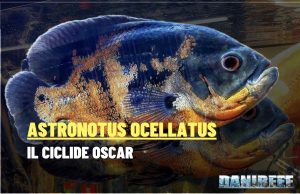 Astronotus ocellatus – Il ciclide Oscar: intelligenza colori carattere