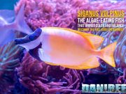 Siganus vulpinus: the yellow foxface fish that helps against algae – guide