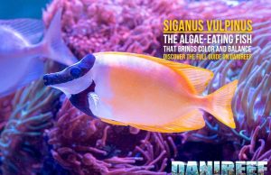 Siganus vulpinus: the yellow foxface fish that helps against algae – guide
