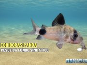 Corydoras panda (Hoplisoma panda): allevamento valori e riproduzione Corydoras panda
