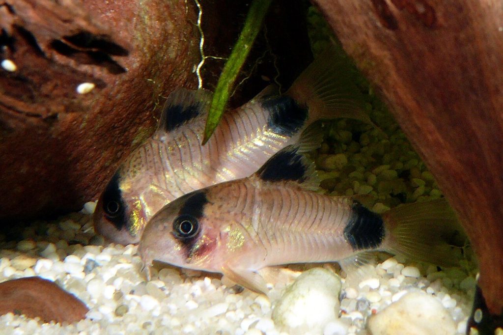 Gruppo di Corydoras panda, oggi Hoplisoma panda, sul fondo dell'acquario