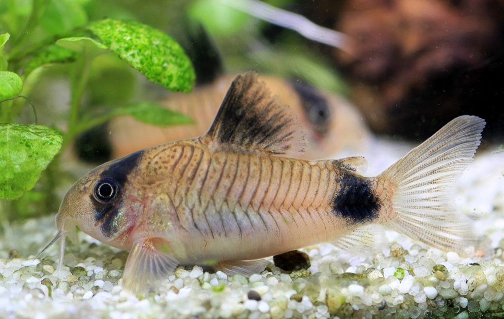 Esemplare adulto di Hoplisoma panda, conosciuto come Corydoras panda