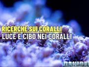 Più Luce o più cibo per i coralli: cosa ci dice la scienza Luce e cibo