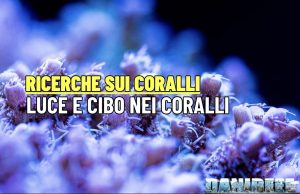 Più Luce o più cibo per i coralli: cosa ci dice la scienza Luce e cibo