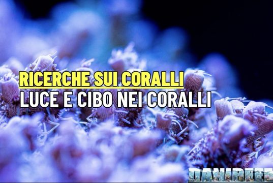 Più Luce o più cibo per i coralli: cosa ci dice la scienza Luce e cibo