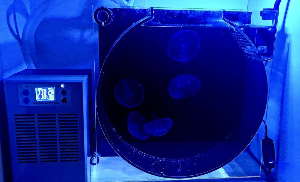 Acquario dedicato alla coltura delle meduse Aurelia aurita presso Meduseria Milano