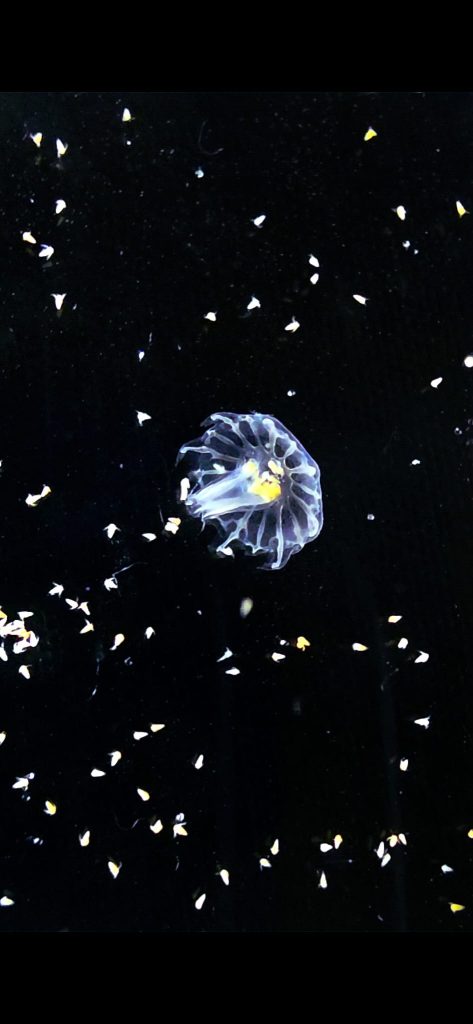 Polipo di medusa visto al microscopio durante la fase iniziale del ciclo vitale