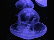 Meduseria Milano porta la magia delle meduse al PetsFestival 2025