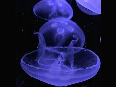 Meduseria Milano porta la magia delle meduse al PetsFestival 2025