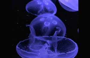 Meduseria Milano porta la magia delle meduse al PetsFestival 2025