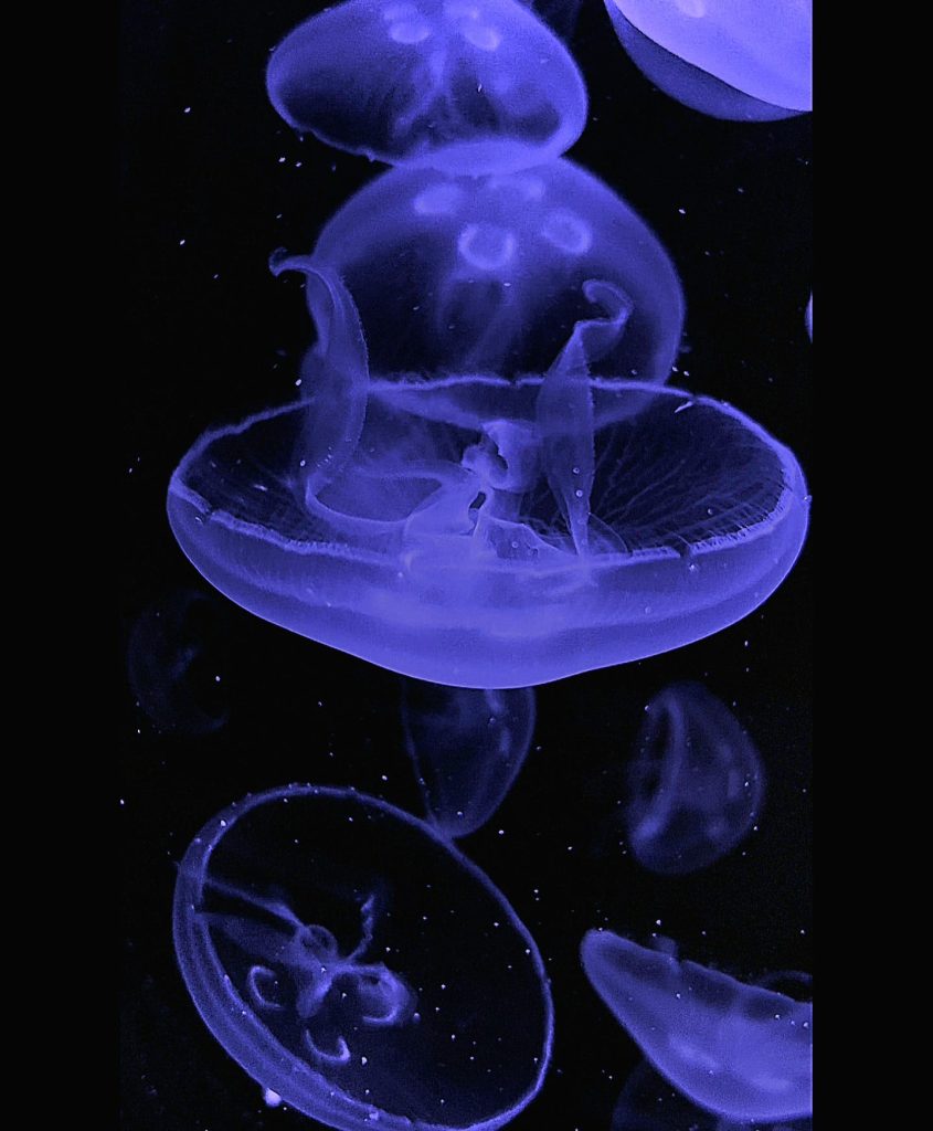 Acquario con numerose meduse Aurelia aurita illuminate in blu nell’allestimento di Meduseria Milano