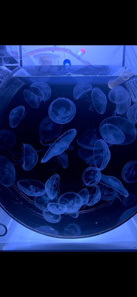 Acquario dedicato alla coltura delle meduse Aurelia aurita presso Meduseria Milano