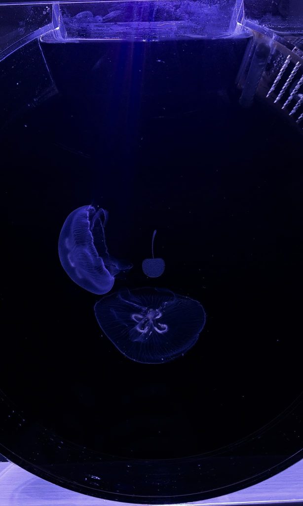 Due giovani meduse Aurelia aurita in movimento nella vasca di allevamento