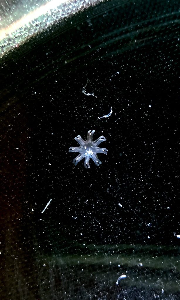 Polipo di medusa visto al microscopio durante la fase iniziale del ciclo vitale