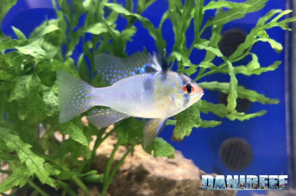 Microgeophagus ramirezi