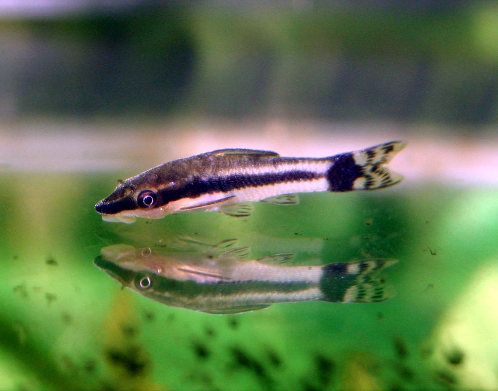 Otocinclus affinis