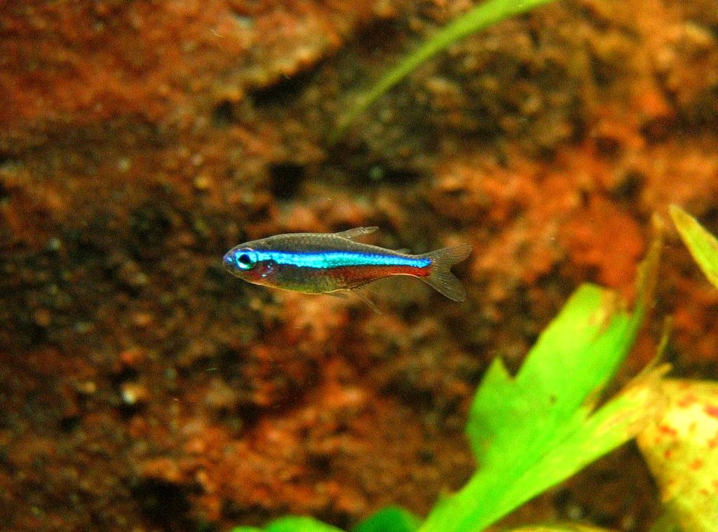 Neon verde o Paracheirodon simulans