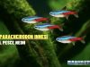 Paracheirodon innesi: guida completa al pesce neon Pesce neon