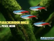 Paracheirodon innesi: guida completa al pesce neon Pesce neon