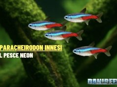 Paracheirodon innesi: guida completa al pesce neon Pesce neon