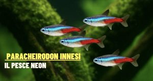 Paracheirodon innesi: guida completa al pesce neon Pesce neon