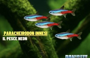 Paracheirodon innesi: guida completa al pesce neon Pesce neon