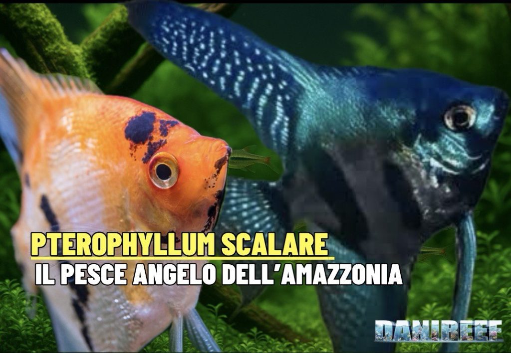 Pterophyllum scalare: la nostra copertina dell'articolo