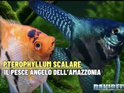 Pterophyllum scalare – lo scalare, il pesce angelo dell’Amazzonia Pterophyllum scalare