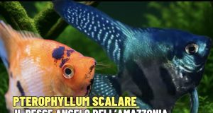 Pterophyllum scalare – lo scalare, il pesce angelo dell’Amazzonia Pterophyllum scalare