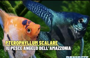 Pterophyllum scalare – lo scalare, il pesce angelo dell’Amazzonia Pterophyllum scalare