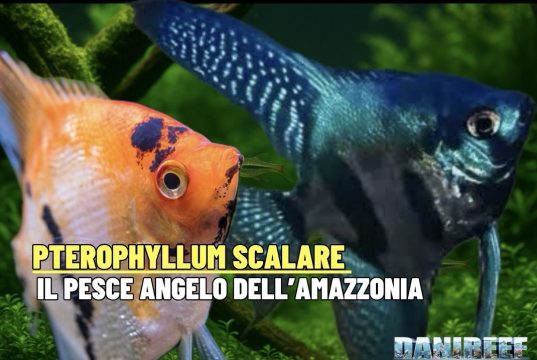 Pterophyllum scalare – lo scalare, il pesce angelo dell’Amazzonia Pterophyllum scalare