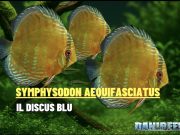 Symphysodon aequifasciatus – Discus blu: guida completa Symphysodon aequifasciatus